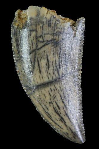 Serrated, Raptor Tooth - Morocco #72642